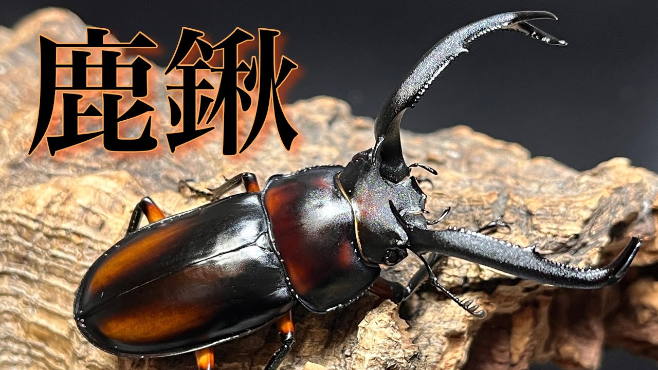 シカクワ最大種 ディディエールシカクワガタの紹介と産卵セット【クワガタ飼育】