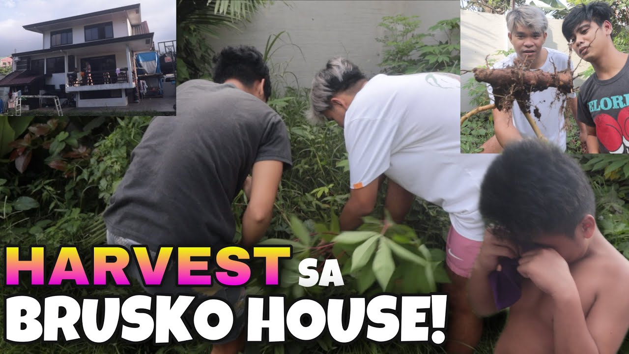 PINAIYAK SI JONJON NI RUSSEL! (BRUSKO HARVEST)