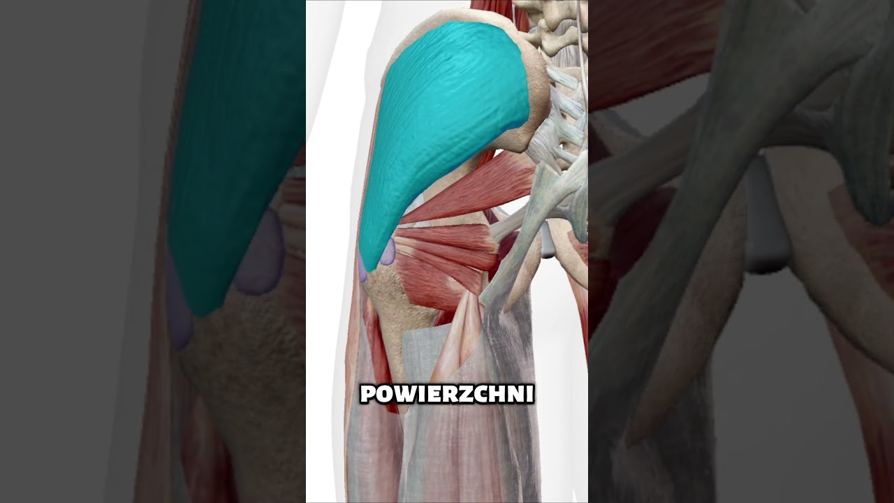 Anatomia Mięśni Pośladkowych, Kt&oacute;rej Wstyd Nie Znać