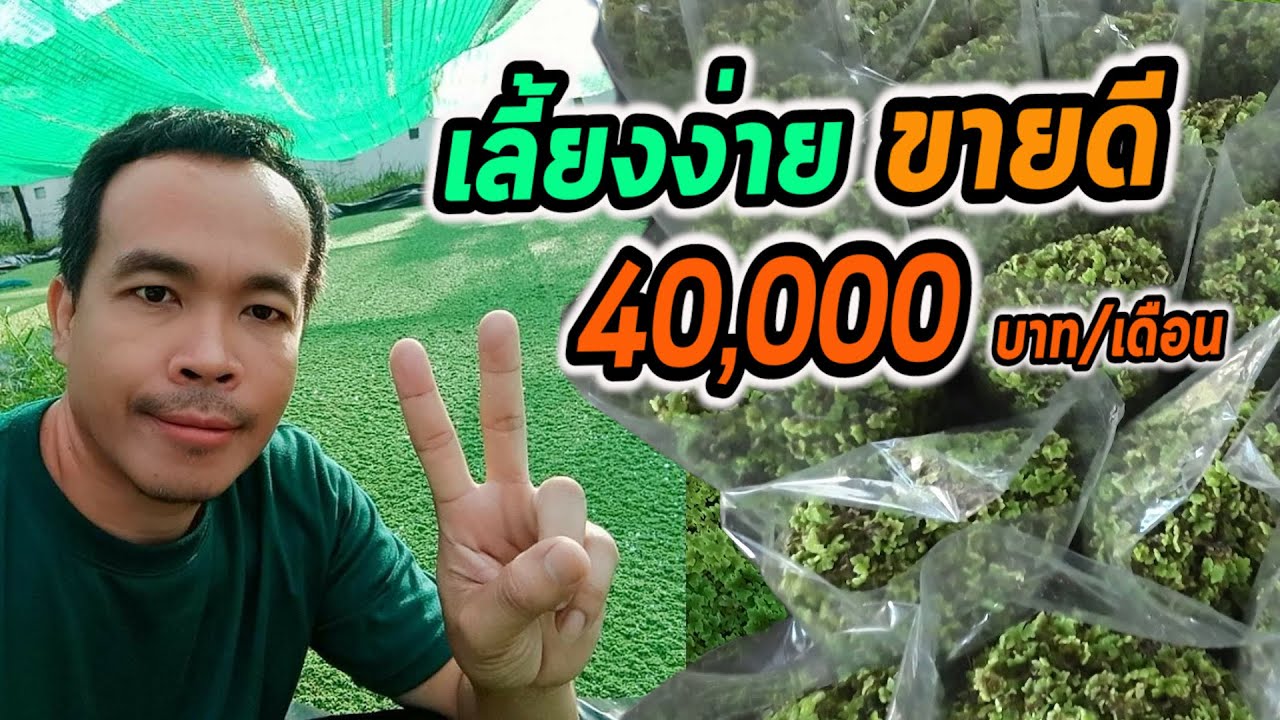 เลี้ยงแหนแดงไมโครฟินล่า เลี้ยงง่ายขายดี 5 วันเก็บขายได้เลย