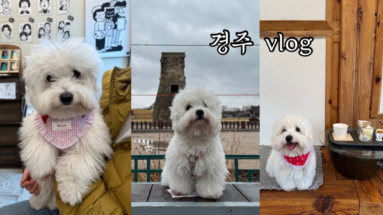 [VLOG] 유자랑 경주여행 같이 갈래? 키녹 황리단길 첨성대 카페 까지~~