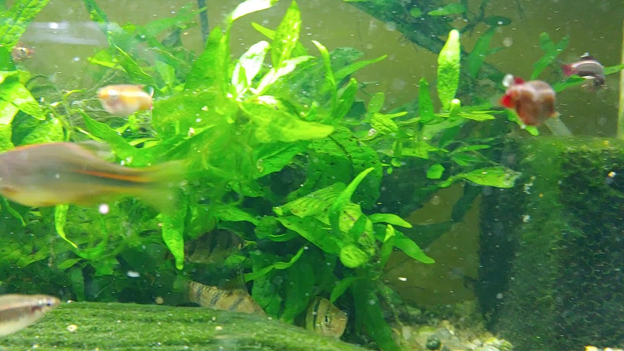 Danio Hikari or Kerri