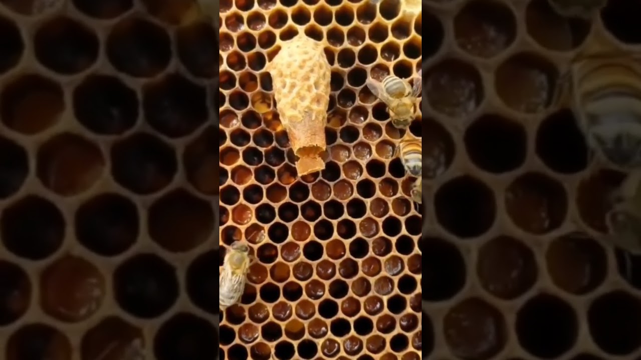 hatching queen bee #indianbeework#shorts