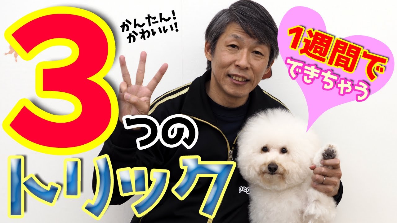 【犬の芸】1週間で出来る！かんたんトリック３選