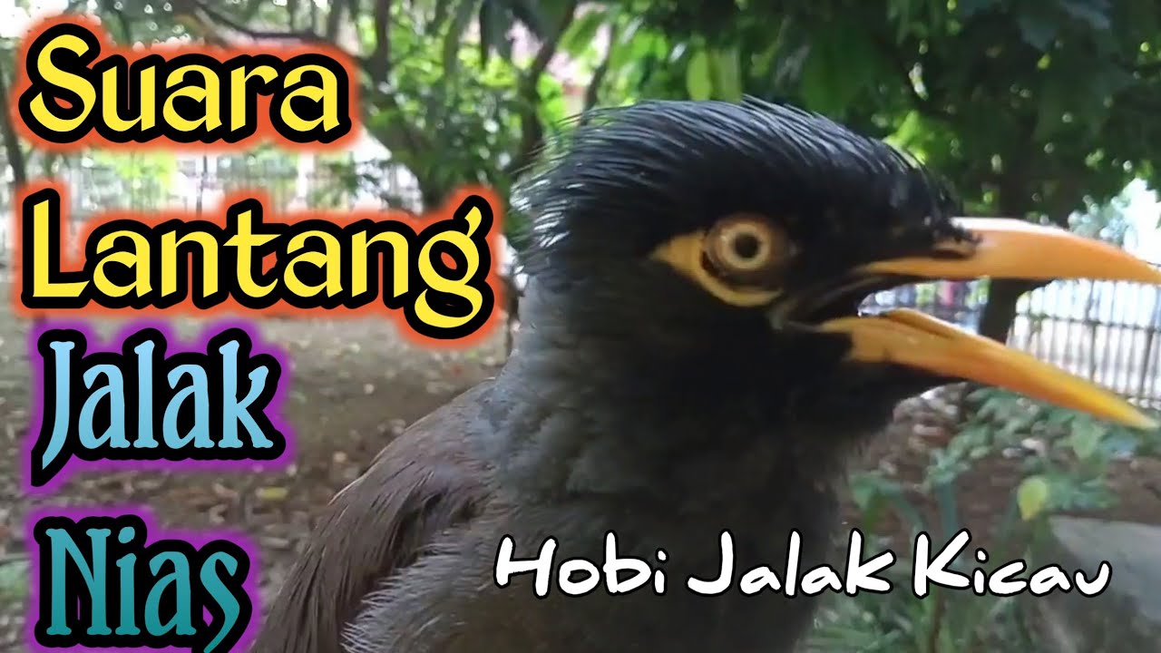 Pancingan Jalak Kebo Gacor Banyak Isian Ampuh Untuk Masteran Jalak Agar Gacor Pedas