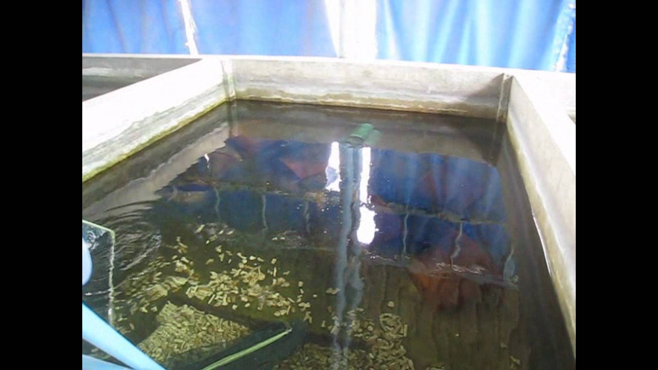Breeding Frontosa blue zaire.wmv