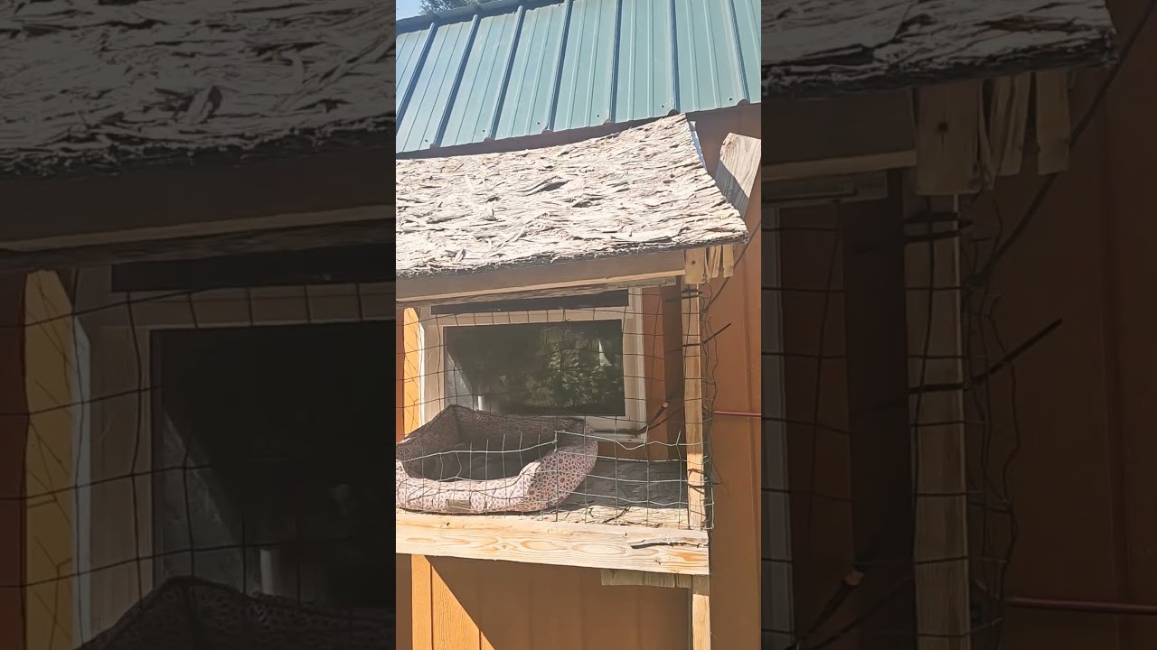 Finishing up the catio roof!!! #roofing #scraps #cats #offgrid #farmer #mmj #life