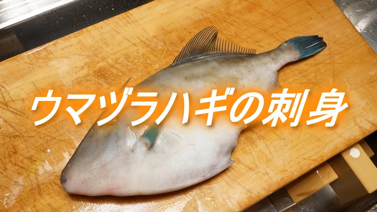 ウマヅラハギのさばき方と刺身（薄造りと肝ポン酢）