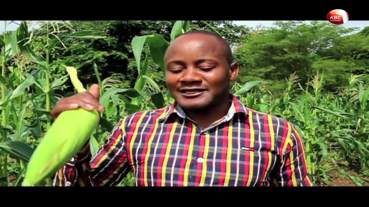 31-year-old teacher quits teaching to venture into farming in Kitui