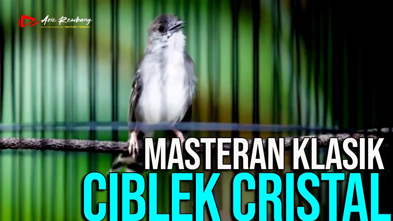 MASTERAN CIBLEK CRISTAL GACOR