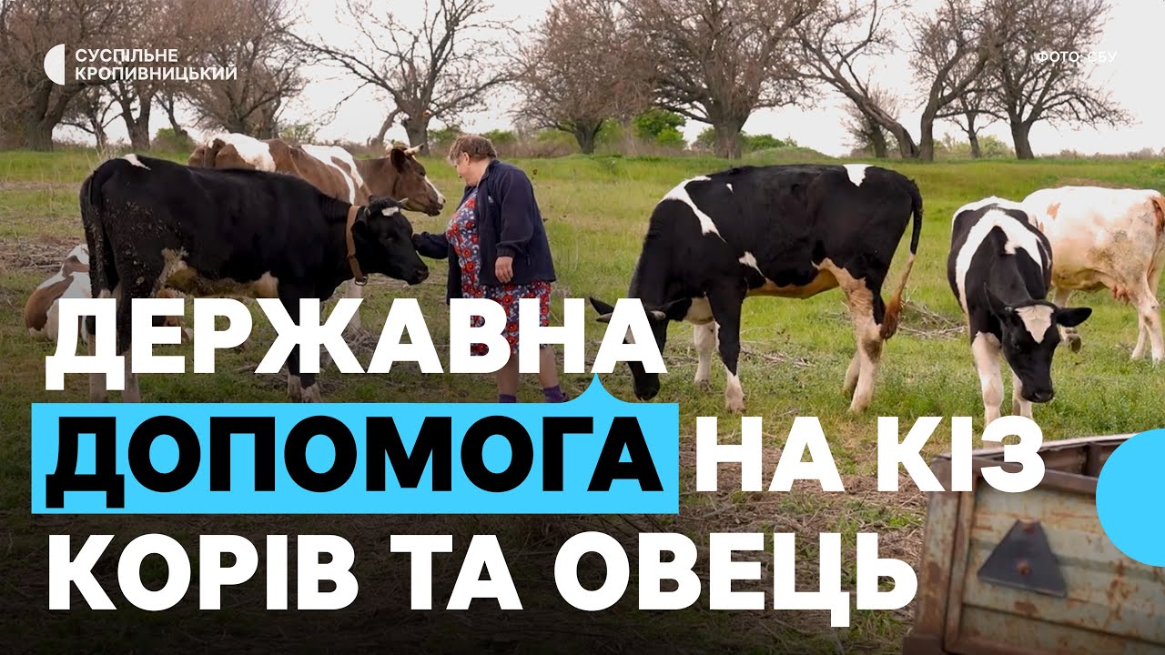 Держпрограма для власників корів, кіз та овець: що це та як отримати на Кіровоградщині