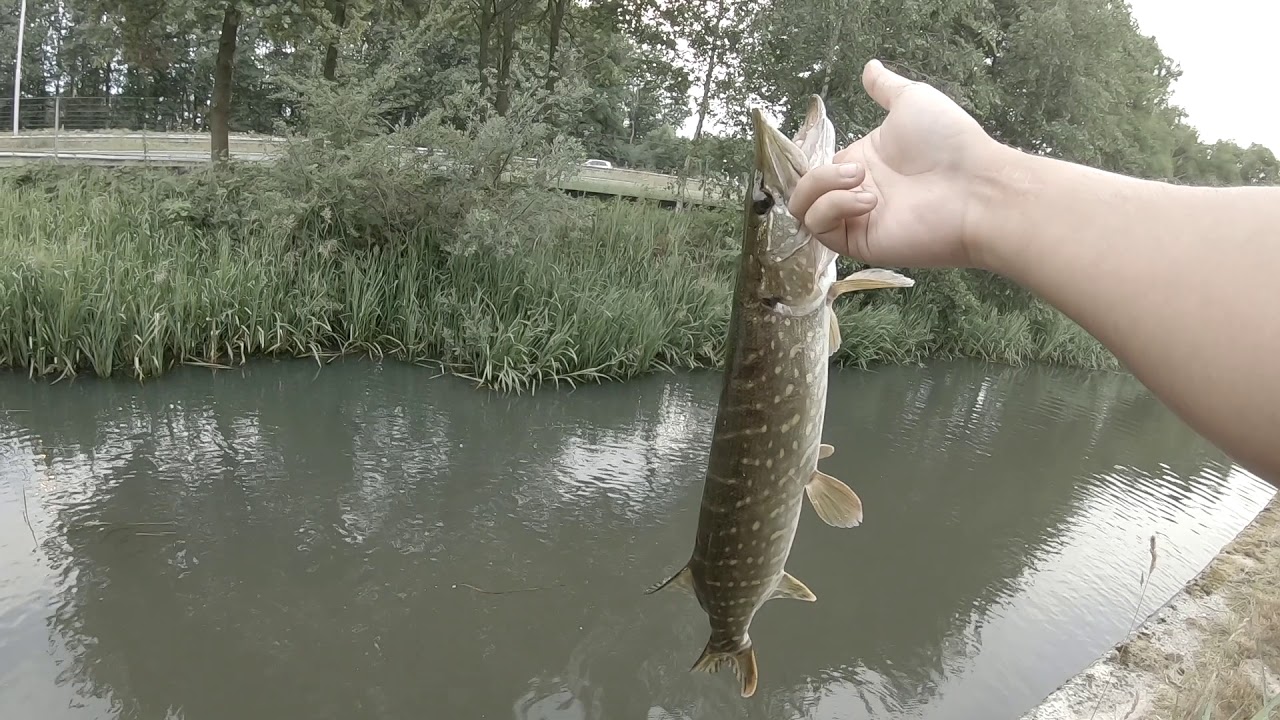 Savage Gear 3D Rad Challenge #8 Pike Fishing