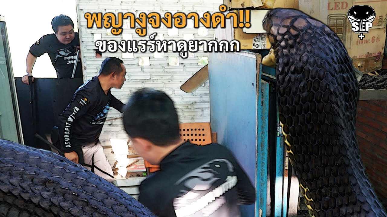 SEP EP.51 พญางูจงอางดำ!! ของแรร์หาดูยาก