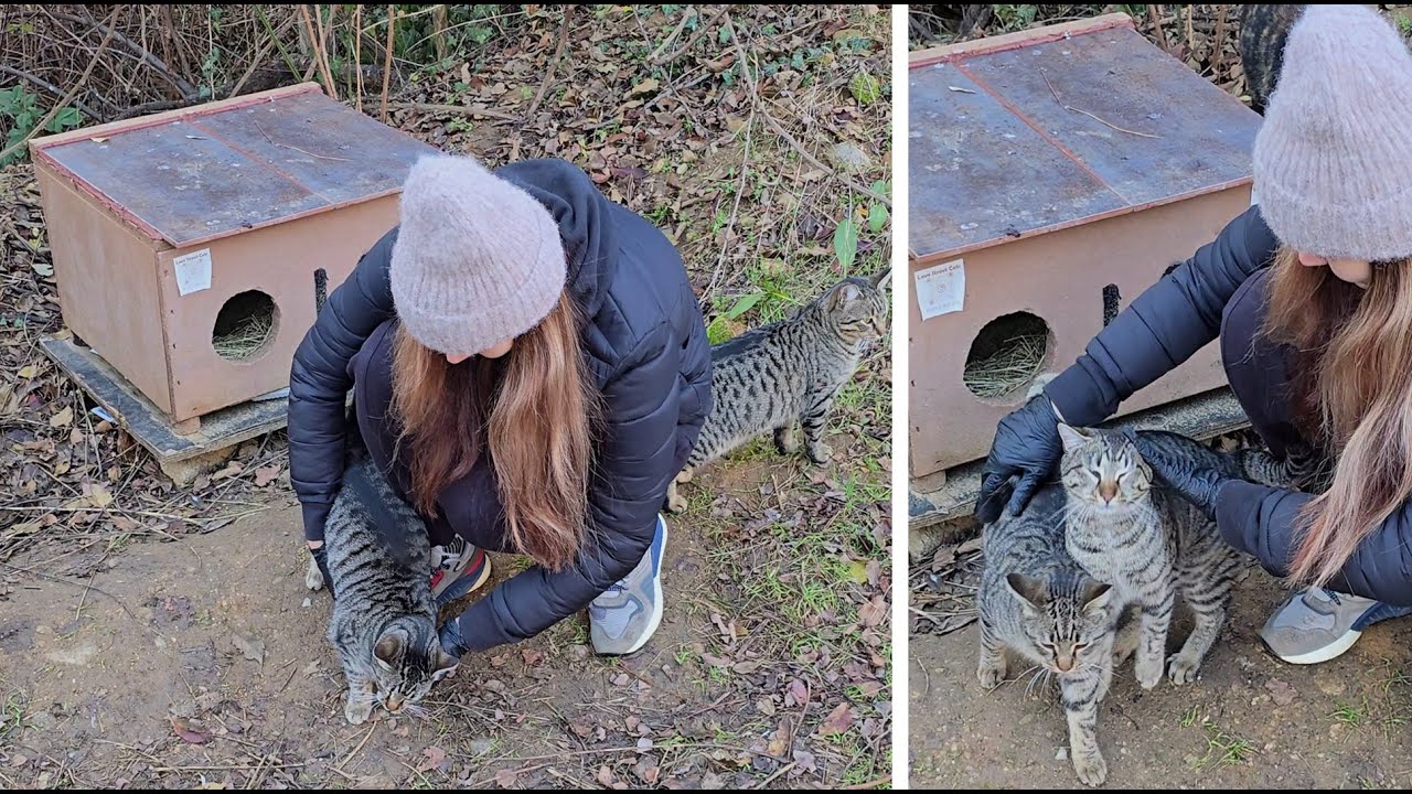 Only a Kind Heart Could Tame Wild Forest Kittens 🐾 From Fear to Trust