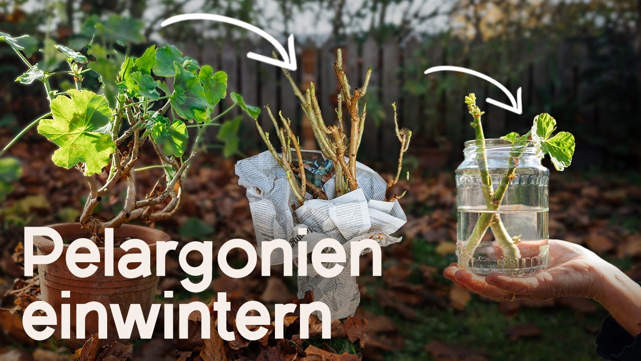 Pelargonien überwintern: Spare Geld und sichere dir frische Pflanzen im neuen Gartenjahr! 🌼