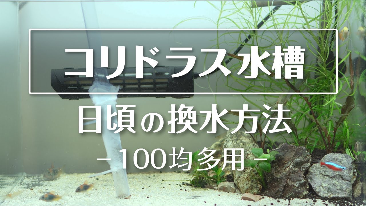 100均グッズを使ってコリドラス水槽を楽々掃除＆水換え【コリドラス水槽Part.8】
