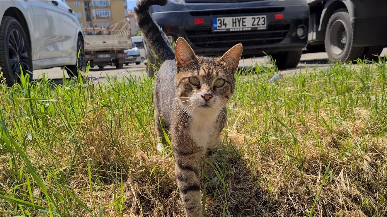 Cute and very friendly male cat.