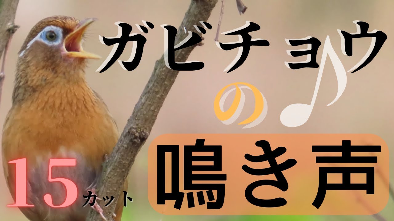 【野鳥の鳴き声】ガビチョウの鳴き声集 15カット！ガビチョウの甲高い鳴き声を動画で確認できます