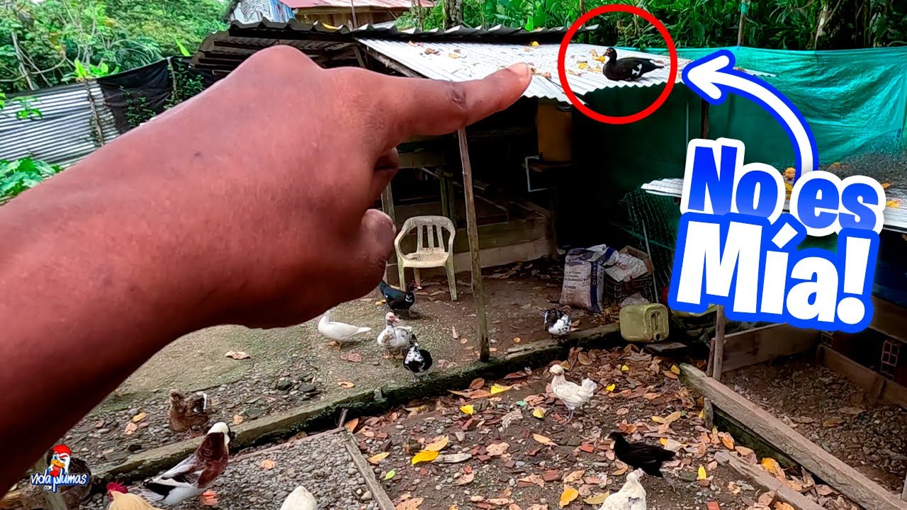 Un pato voló a mi gallinero y no se de quien es 😱  Pata Perdida