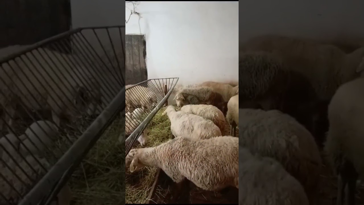 koyun ve kuzular için tahta ızgara yapımı baştan sona tüm süreç