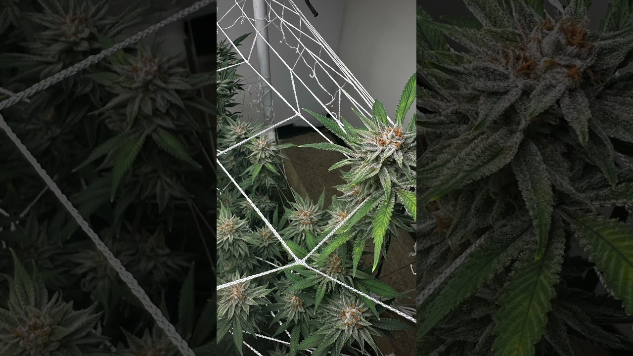 Grape og x Black lime reserve