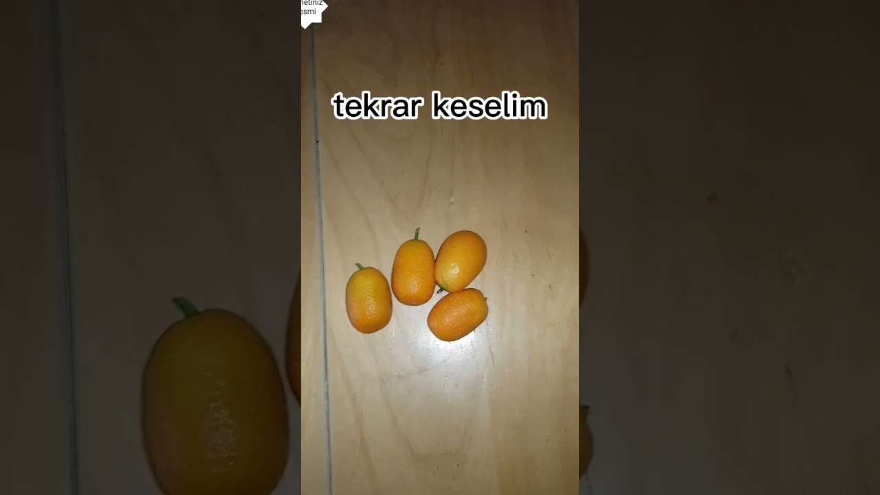 kamkat denedik #fyp #keşfet #shorts #kamkat #tropikal