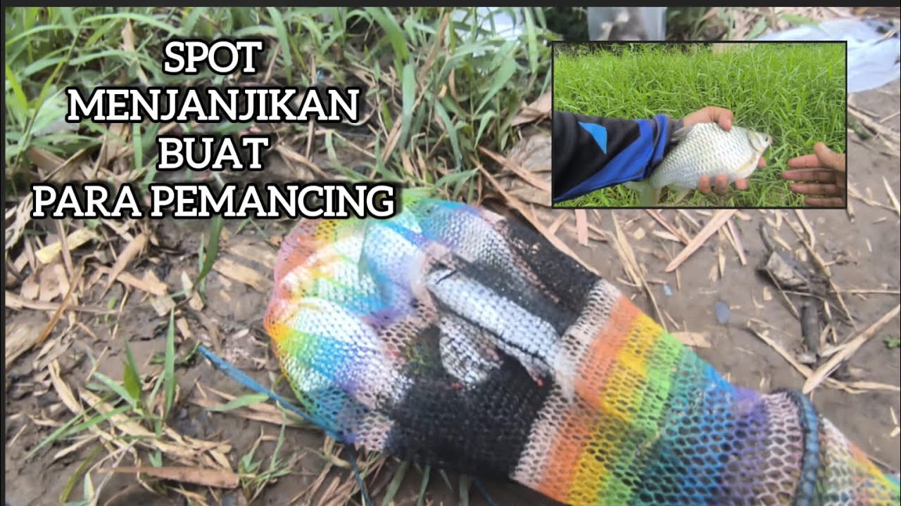 Spot menjanjikan untuk mancing ikan tawes ijoan dan lalawak / tawes sirip merah... #fishing #fyp 