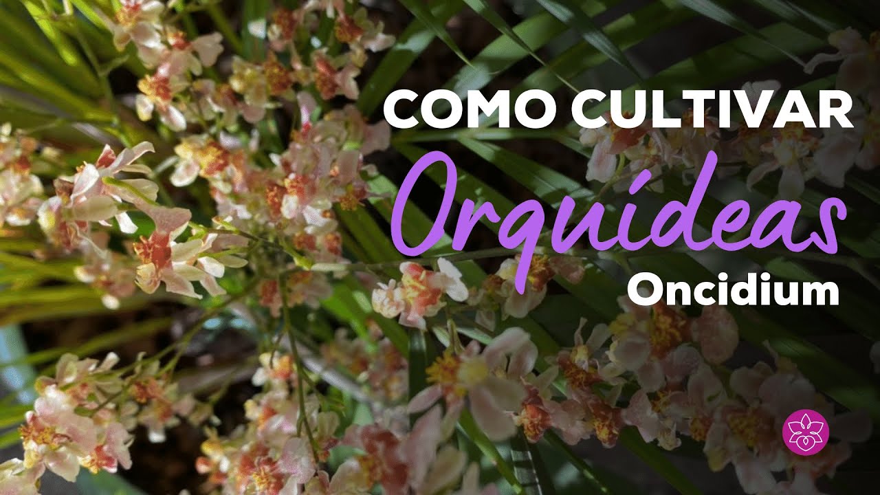 Como cultivar  orquídea Oncidium!