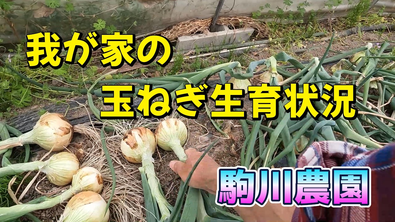 我が家の玉ねぎの生育状況　駒川農園　26.4.15