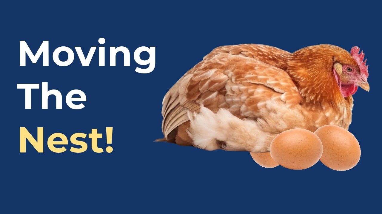Moving Our Broody Hen to a Safe Coop! 🐣  | A Hen’s Guide to Hatching & Raising Chicks