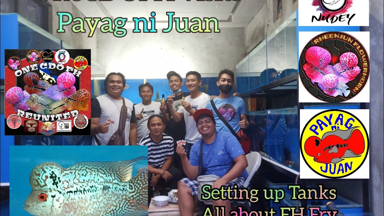 Flowerhorn Grooming Tip, Tank Setup of Payag ni Juan