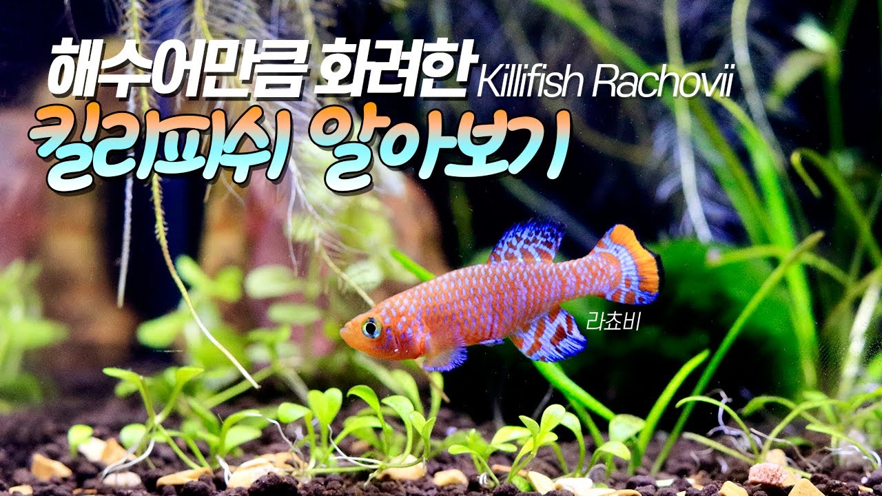 해수어만큼 화려한 라쵸비 킬리피쉬 키우기 방법ㅣ레지나ㅣKillifish Rachovii Care Guide