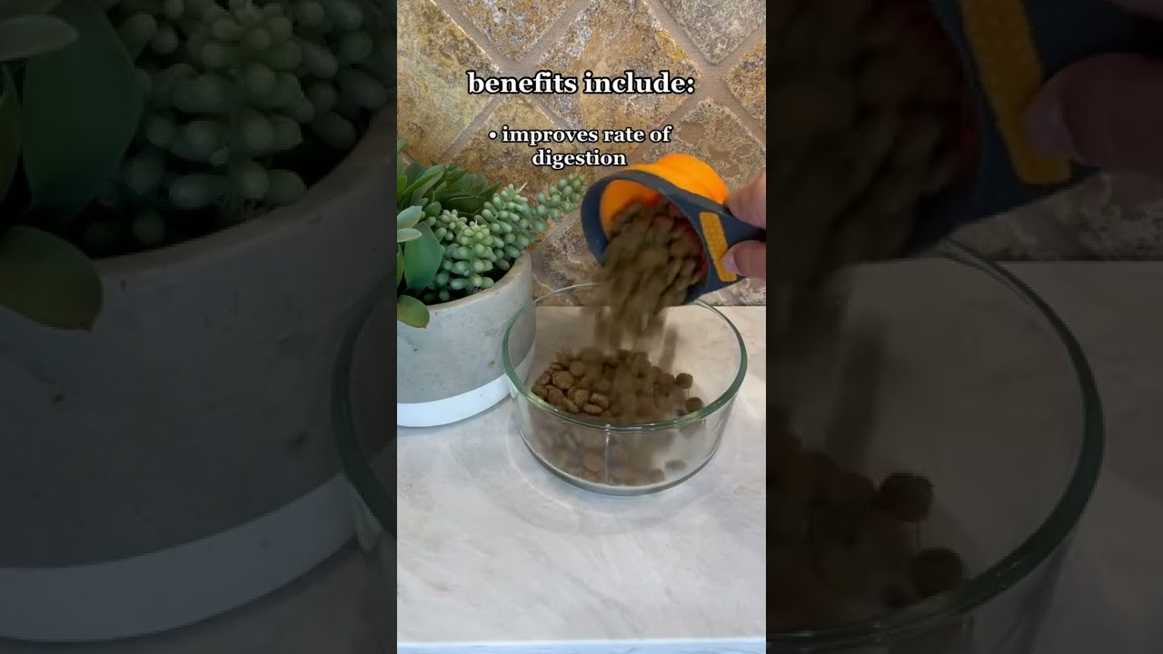 Hydrating Your Dogs Kibble