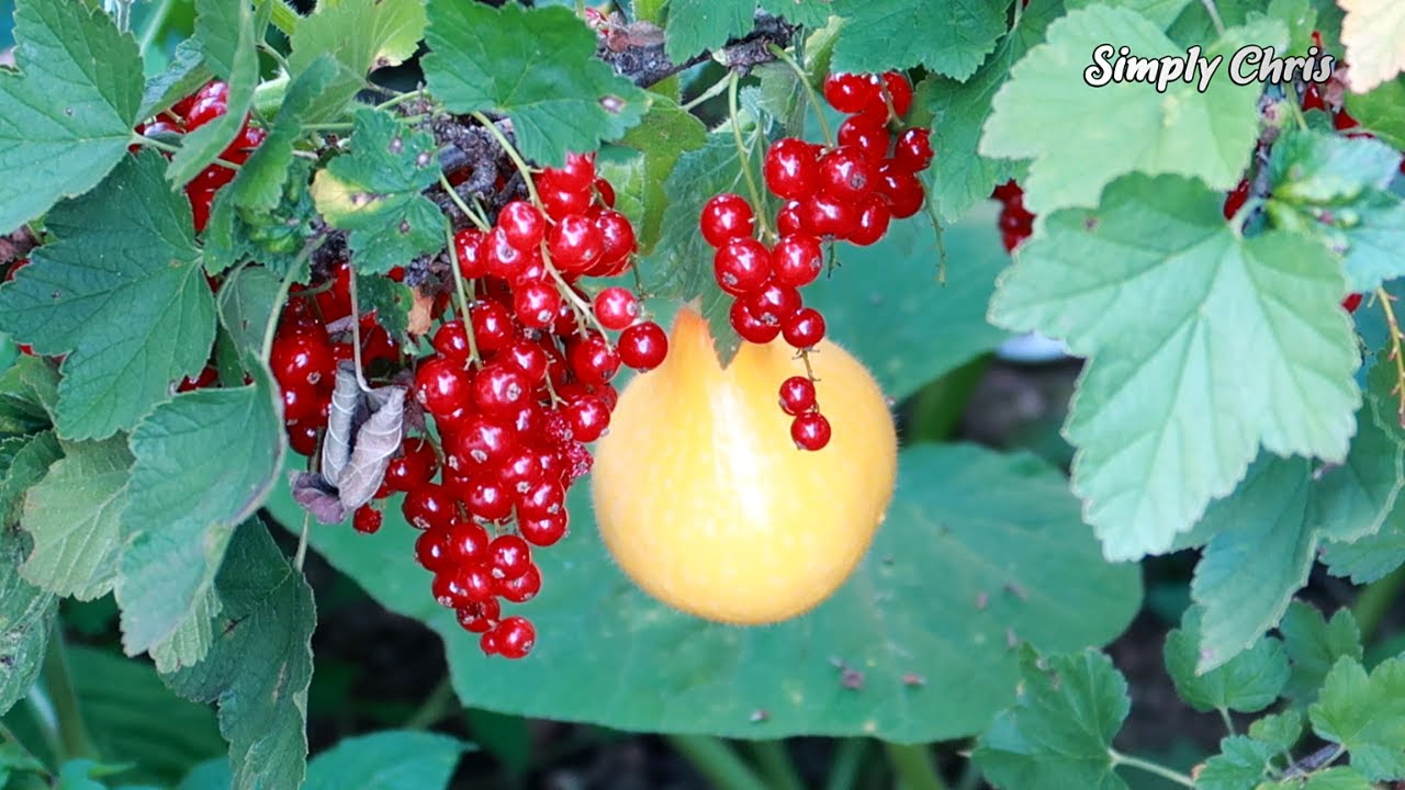 CURRANT JAM | CURRANT RECIPE | JOHANNISBEERE | HOME COOKING | #simplychris