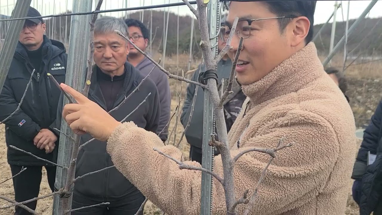 청송 다축(미래수형 : 밀식,2축,구욧등) 연구 학습조직 모임, 윤홍근 회원 미래수형 과원에서 멘토 윤인섭님 전지작업 현장 설명회 개최 (1/2 : 2축,밀식)