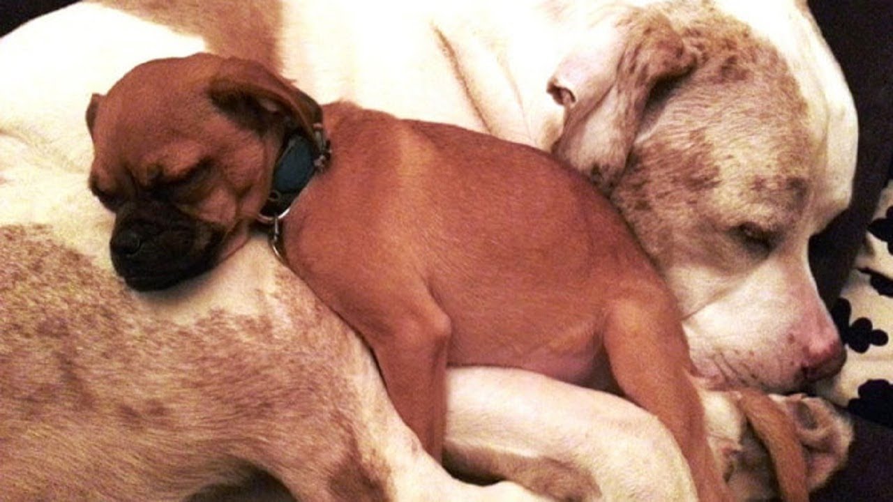 AnimalsDog Gives Hugs To All The Scared Shelter Animals
