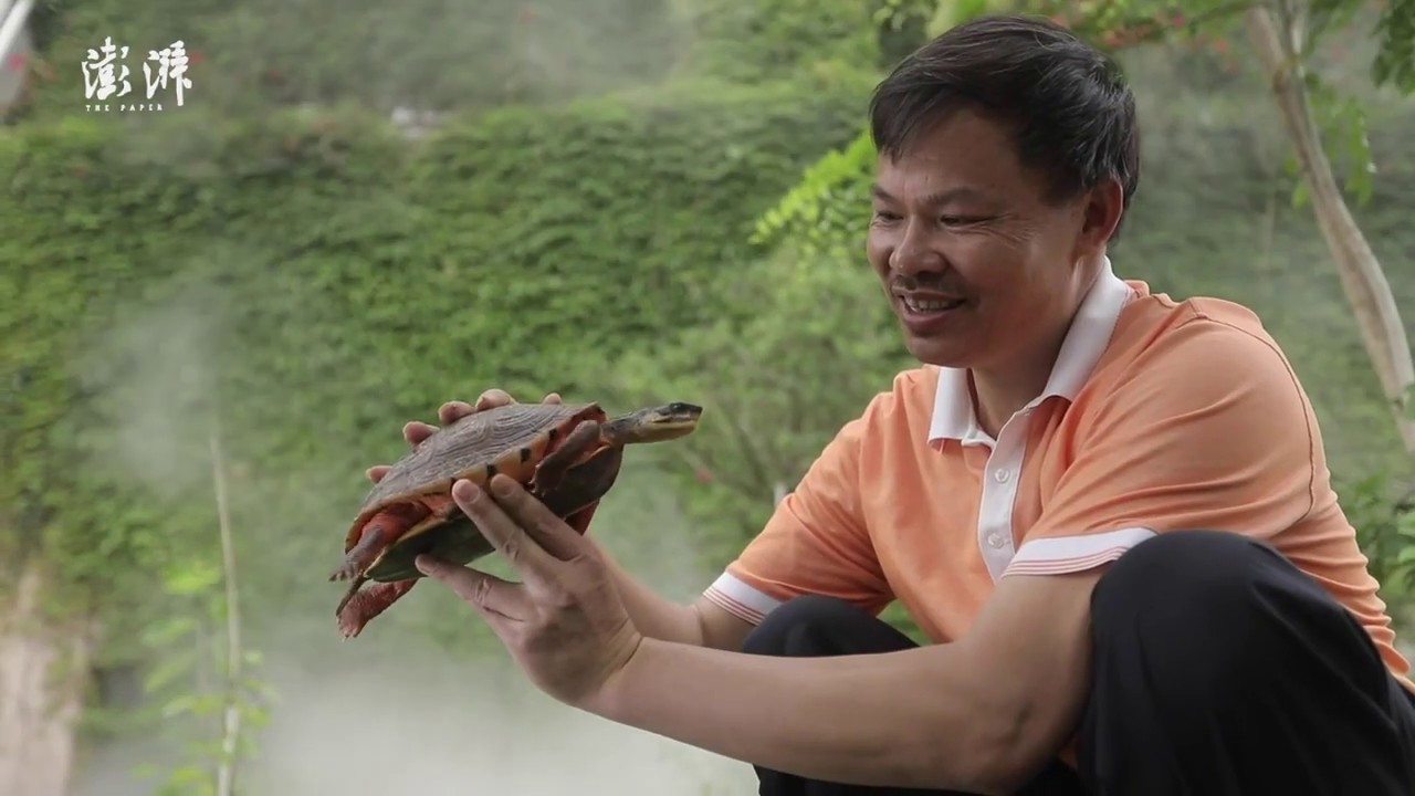'King of golden coin turtles' raises 10,000+ golden coin turtles in his 'castle' in Guangdong