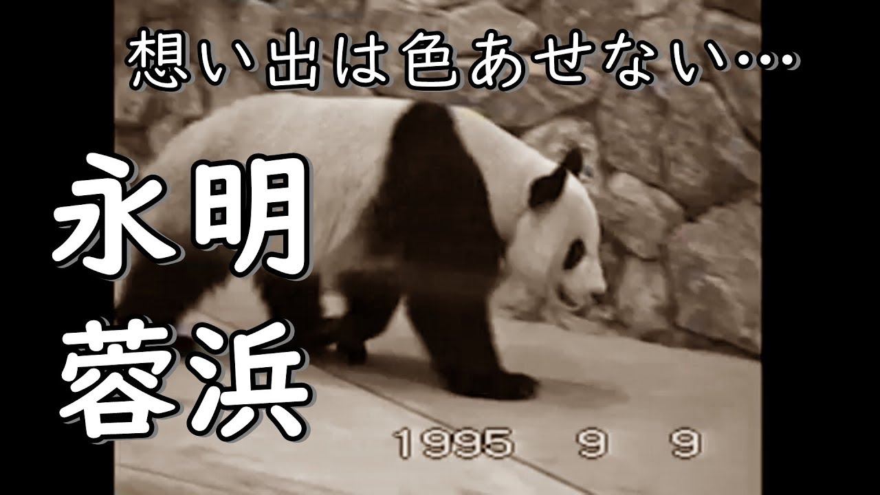 永明、蓉浜「想い出は色あせない…」【アドベンチャーワールド パンダ 1995/09/09】