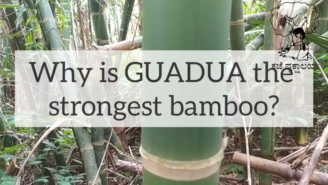 Guadua bamboo - strongest in the world