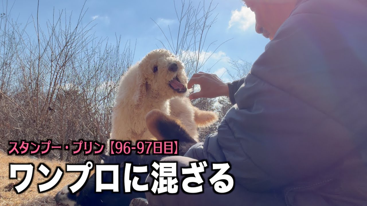 レンとプリンのワンプロに参加する【プードル96 97日目】