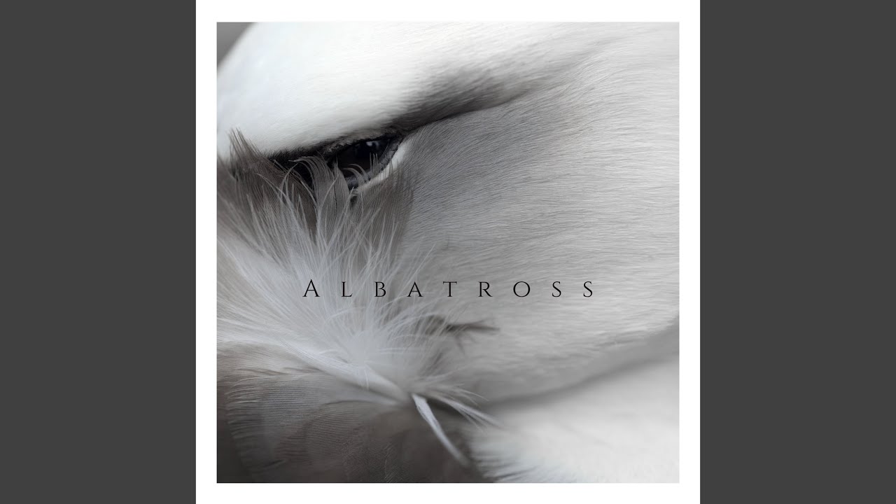 Albatross