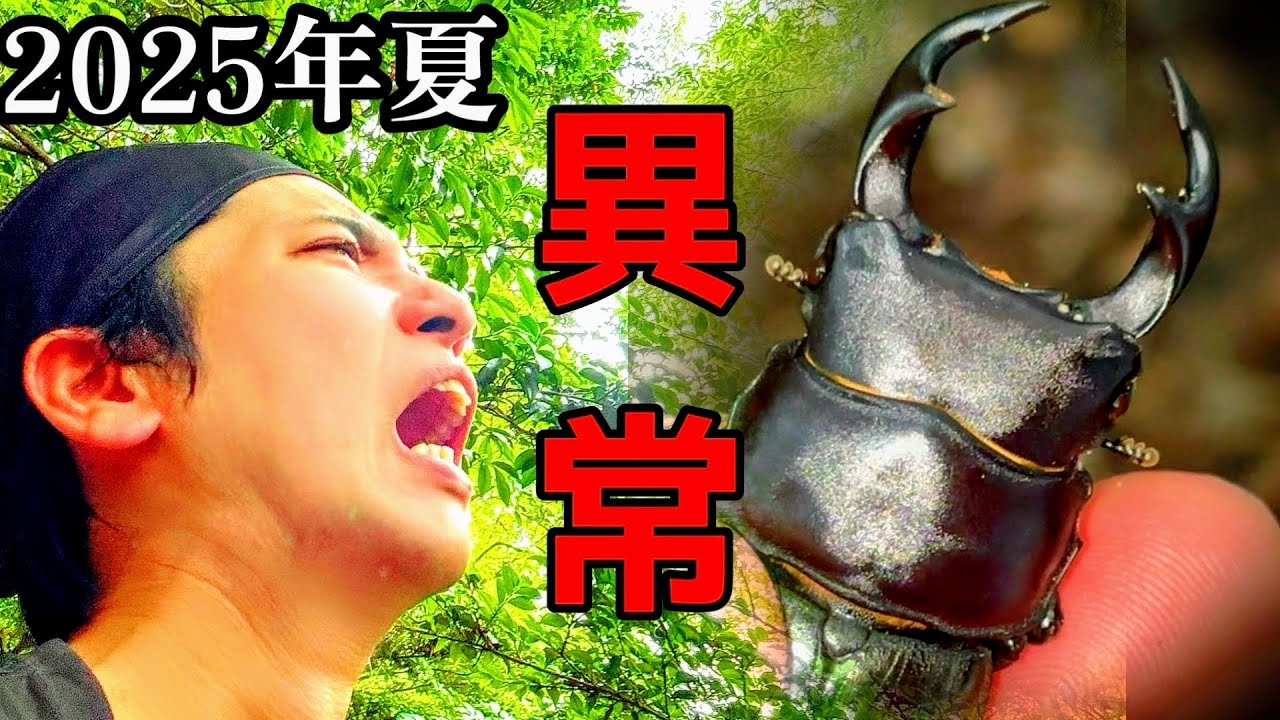 【2025年夏】オオクワガタ樹液採集まとめ　　※大量のオオクワガタが登場します