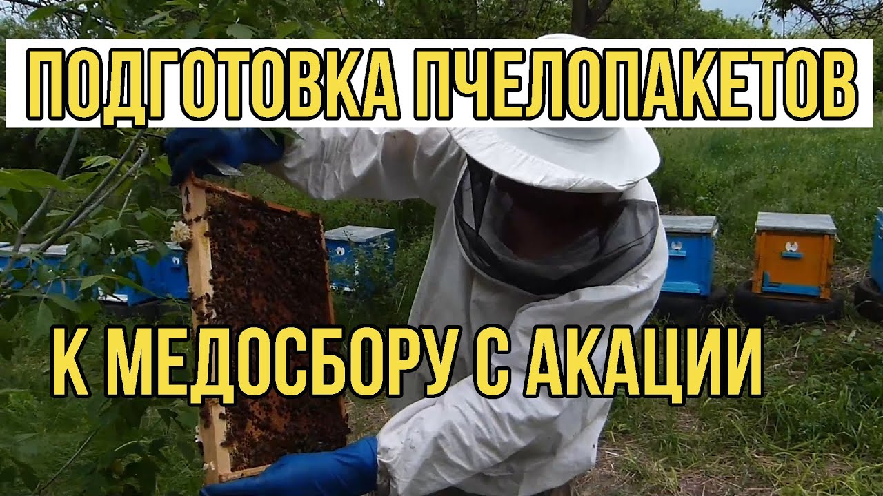 Подготовка пчелопакетов к медосбору с белой акации. Борьба с роением пчёл