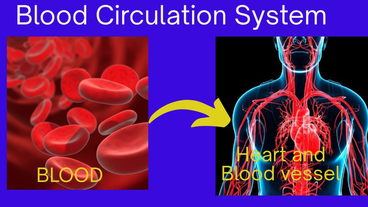 Part 2: Heart and blood circulation system/ልብ እና የድም ዝዉዉር ስርአት