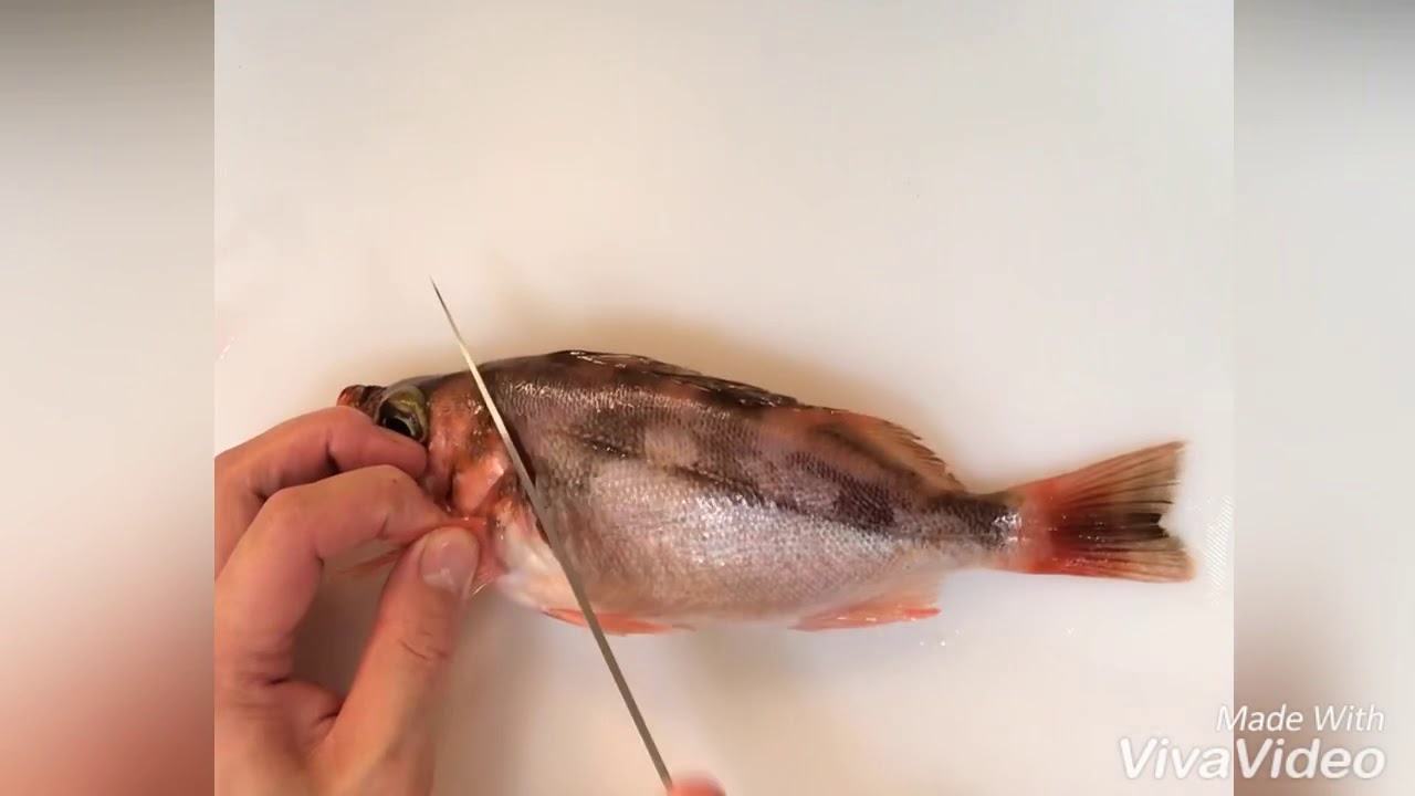 メバル  wasyoku japan