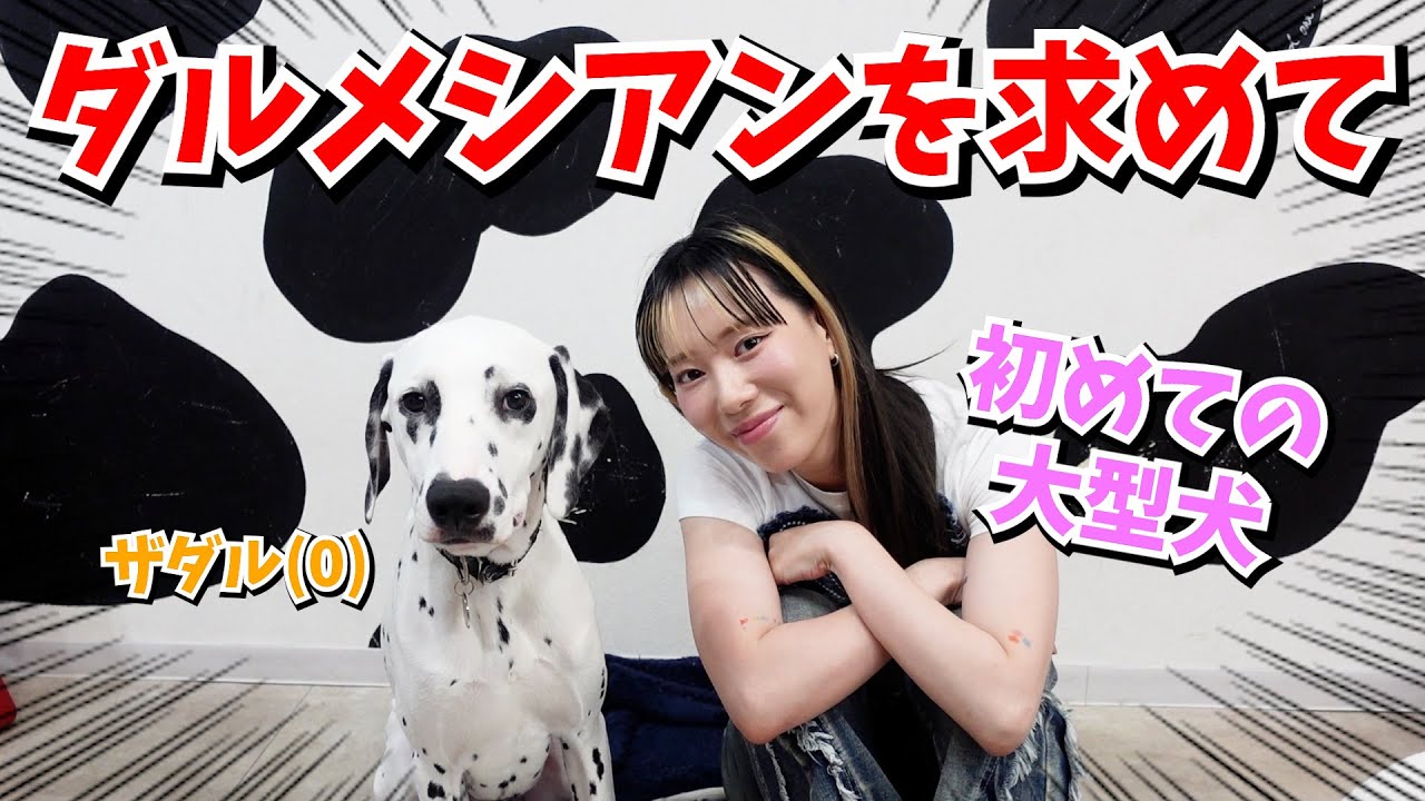 【日本初】ダルメシアンカフェに行ったら癒されすぎて帰りたくなくなった笑