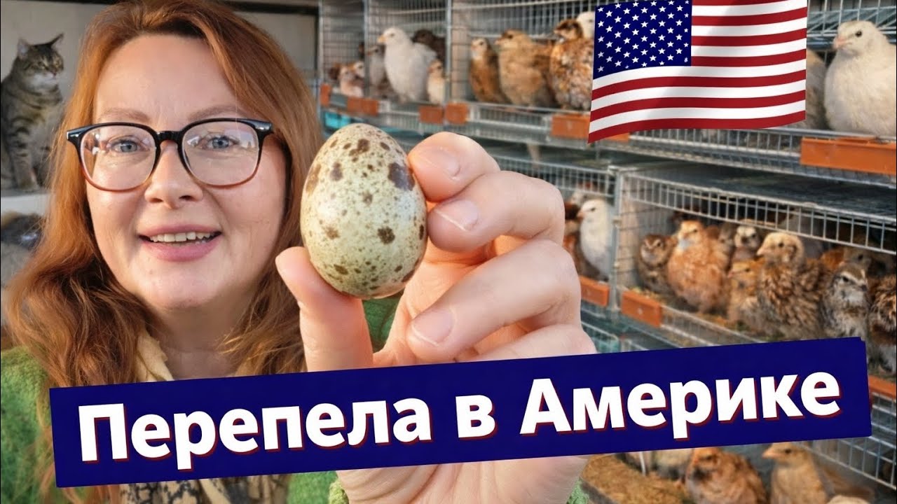 Перепелиный бизнес в США: экскурсия и покупка птиц 🐥