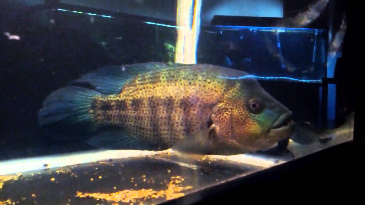 What I feed My Monster Parachromis Dovii in 240 gallon tank