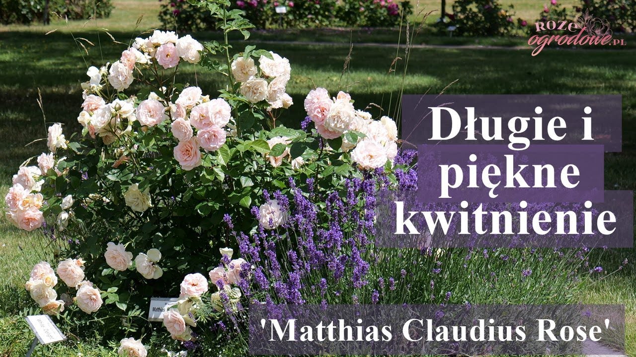 'Mathias Claudius Rose' - r&oacute;żany klejnot w ogrodzie.