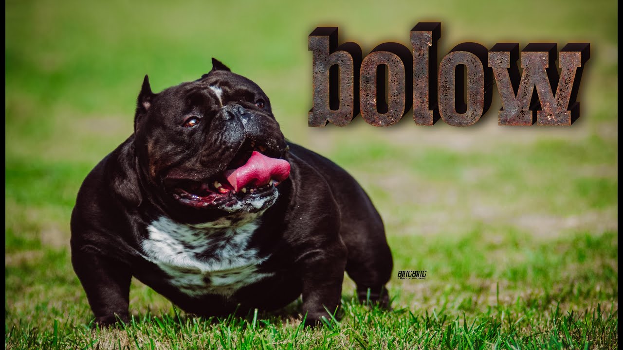 New video！秉秉出品-Bolow！Bolow！Bolow！